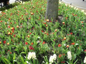 Rot-gelbe Tulpen mit weißes Hyazinthen