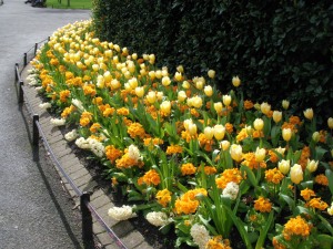 Eine Reihe voller gelber Tulpen, weißer Hyazinthen und orangene Primeln