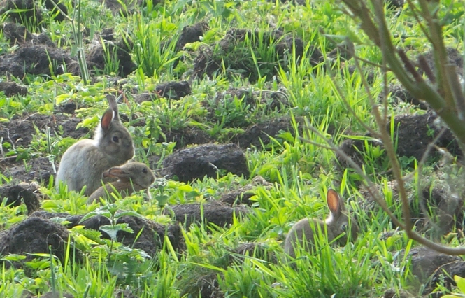 Größeres Kaninchen sitzt hinter einem kleinen und rechts davor ein weiteres kleines Kaninchen auf dem Feld
