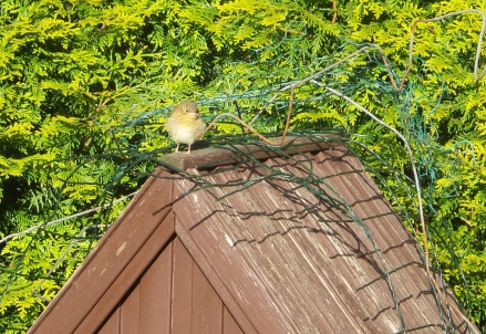 Kleiner, brauner Vogel sitzt auf dem Dach eines Vogelhäuschens