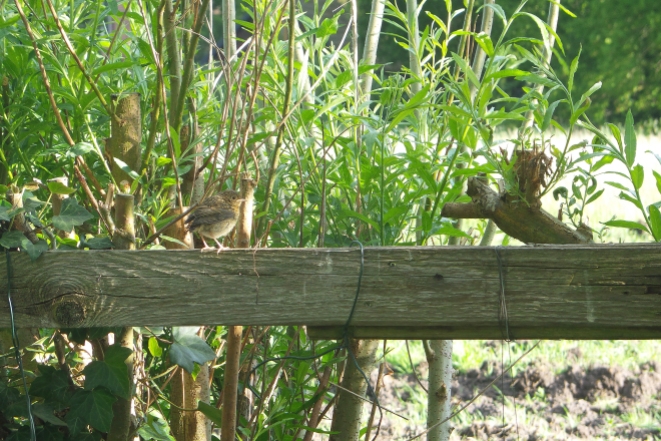 Kleiner brauner Vogel auf einem Holzaunbalken vor dichten Weiden