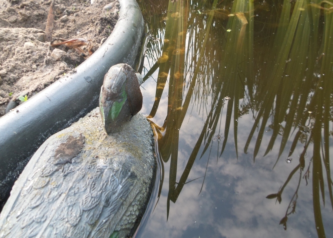 Auf einer PLastikente sucht sich einer Nacktschnecke ihren Weg über den Kopf der Ente