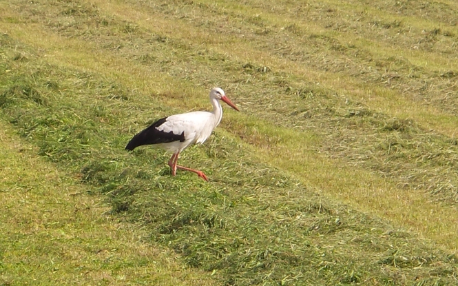 Vogel mit langen roten Beinen, weißem Federkleid und schwarzen Federnenden und rotem Schnabel