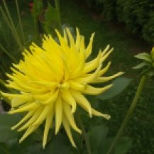 Gelbe Dahlie mit dünnen, eingrollten Blütenblättern, die sich zu einer prachtvollen Blüte zusammenbündeln.
