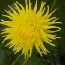 Gelbe Dahlie mit dünnen, eingrollten Blütenblättern, die sich zu einer prachtvollen Blüte zusammenbündeln.